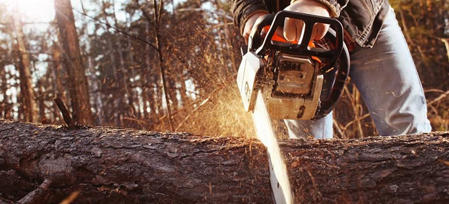 A man is operating a chainsaw on a fallen tree trunk in a forest.